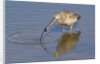 Long-Billed Curlew with clam in it's bill by Anonymous