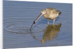 Long-Billed Curlew with clam in it's bill by Anonymous