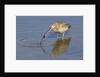 Long-Billed Curlew with clam in it's bill by Anonymous