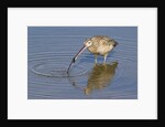 Long-Billed Curlew with clam in it's bill by Anonymous