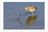Long-Billed Curlew with clam in it's bill by Anonymous