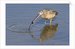 Long-Billed Curlew with clam in it's bill by Anonymous
