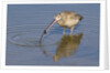 Long-Billed Curlew with clam in it's bill by Anonymous