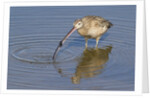 Long-Billed Curlew with clam in it's bill by Anonymous
