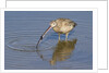 Long-Billed Curlew with clam in it's bill by Anonymous