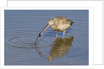 Long-Billed Curlew with clam in it's bill by Anonymous