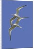 Pair of Elegant Terns in fight by Anonymous