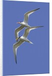 Pair of Elegant Terns in fight by Anonymous