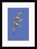 Pair of Elegant Terns in fight by Anonymous