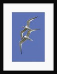 Pair of Elegant Terns in fight by Anonymous