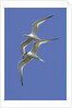 Pair of Elegant Terns in fight by Anonymous