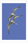 Pair of Elegant Terns in fight by Anonymous