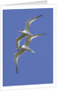 Pair of Elegant Terns in fight by Anonymous