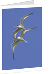 Pair of Elegant Terns in fight by Anonymous