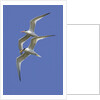 Pair of Elegant Terns in fight by Anonymous