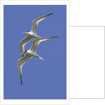Pair of Elegant Terns in fight by Anonymous