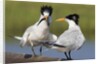 Elegant Tern offers fish to potential mate by Anonymous