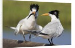 Elegant Tern offers fish to potential mate by Anonymous