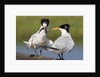 Elegant Tern offers fish to potential mate by Anonymous