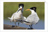 Elegant Tern offers fish to potential mate by Anonymous