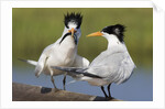Elegant Tern offers fish to potential mate by Anonymous