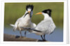 Elegant Tern offers fish to potential mate by Anonymous