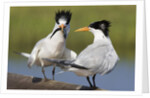 Elegant Tern offers fish to potential mate by Anonymous