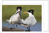 Elegant Tern offers fish to potential mate by Anonymous