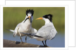 Elegant Tern offers fish to potential mate by Anonymous