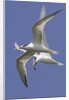 Elegnat Terns in flight with fish in their bills by Anonymous