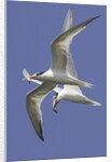 Elegnat Terns in flight with fish in their bills by Anonymous
