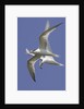 Elegnat Terns in flight with fish in their bills by Anonymous
