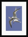 Elegnat Terns in flight with fish in their bills by Anonymous