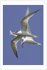 Elegnat Terns in flight with fish in their bills by Anonymous