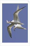 Elegnat Terns in flight with fish in their bills by Anonymous