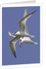 Elegnat Terns in flight with fish in their bills by Anonymous
