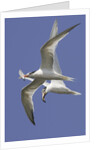 Elegnat Terns in flight with fish in their bills by Anonymous