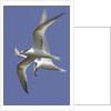 Elegnat Terns in flight with fish in their bills by Anonymous