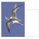 Elegnat Terns in flight with fish in their bills by Anonymous