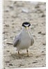California Least Tern with fish in it's bill by Anonymous