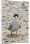 California Least Tern with fish in it's bill by Anonymous
