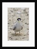 California Least Tern with fish in it's bill by Anonymous