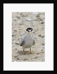 California Least Tern with fish in it's bill by Anonymous