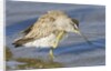 Short-Billed Dowitcher grooming by Anonymous