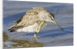 Short-Billed Dowitcher grooming by Anonymous