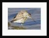 Short-Billed Dowitcher grooming by Anonymous