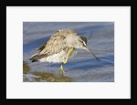 Short-Billed Dowitcher grooming by Anonymous
