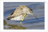 Short-Billed Dowitcher grooming by Anonymous