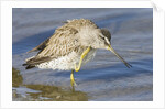 Short-Billed Dowitcher grooming by Anonymous