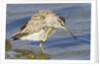 Short-Billed Dowitcher grooming by Anonymous